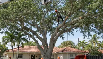 Professional arborists performing large tree removal with bucket truck in Hialeah, FL