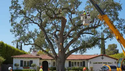 Arborists using bucket truck for large tree removal near homes in Miami Beach FL
