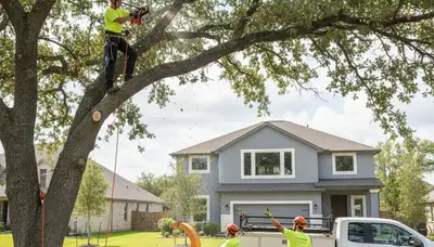 Arborist pruning palm tree for storm prep in Miami Beach, FL