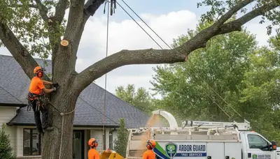 Professional tree removal service in Miami Beach FL safely cutting and hauling away large palm tree