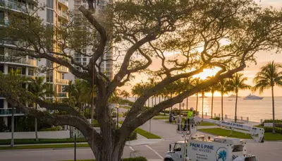 Professional tree removal service in Miami Beach FL by expert arborists