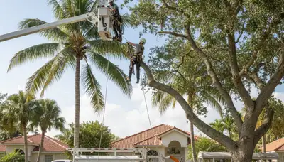 Professional tree removal service in Miami Beach FL by certified local arborists