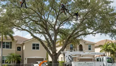 Professional tree removal service in Miami Beach FL by certified arborists