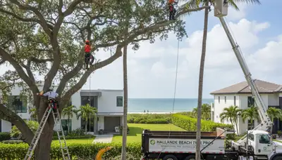 Professional tree removal service in Miami Beach FL by certified arborists