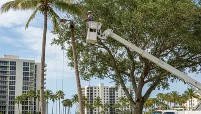 Professional tree removal service in Miami Beach FL safely cutting and clearing palm trees