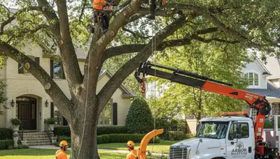 Arborist trimming palm tree near oceanfront home in Miami Beach, FL for expert hurricane prep care
