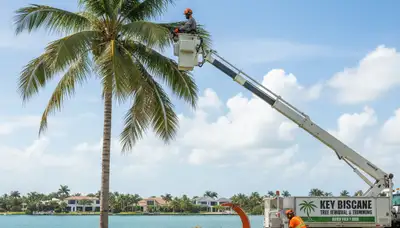 Professional tree removal service in Miami Beach FL by local certified arborists
