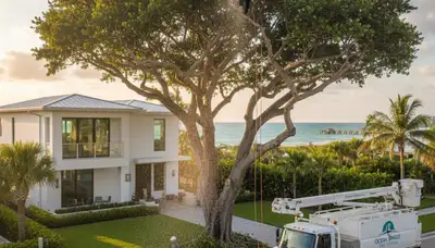 Professional tree removal service in Miami Beach FL by licensed arborists