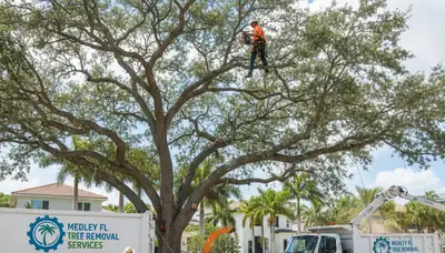 Professional tree removal service in Miami Beach FL by certified arborists