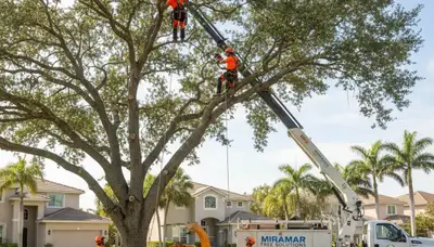 Professional tree removal service in Miami Beach FL by certified arborists