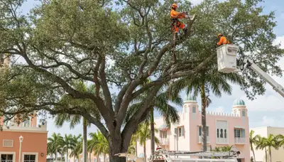 Professional tree removal service in Miami Beach FL by certified arborists