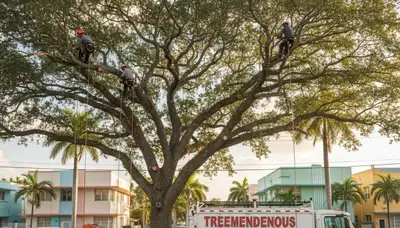 Professional tree removal service in Miami Beach FL by certified arborists