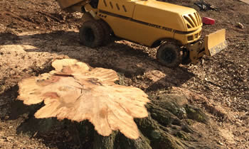 Stump Removal in Miami Beach FL Stump Removal Services in Miami Beach FL Stump Removal Professionals Miami Beach FL Tree Services in Miami Beach FL