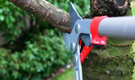 Tree Pruning Services in Miami Beach FL