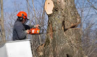 Tree Removal in Miami Beach FL