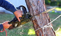 Tree Trimming in Miami Beach FL